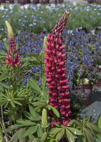 Lupinus Russell Hybrids 'The Pages'